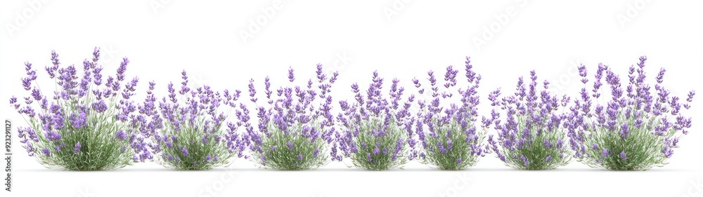 Row of Lavender Bushes Against a White Background Row of Lavender Bushes Against a White Background