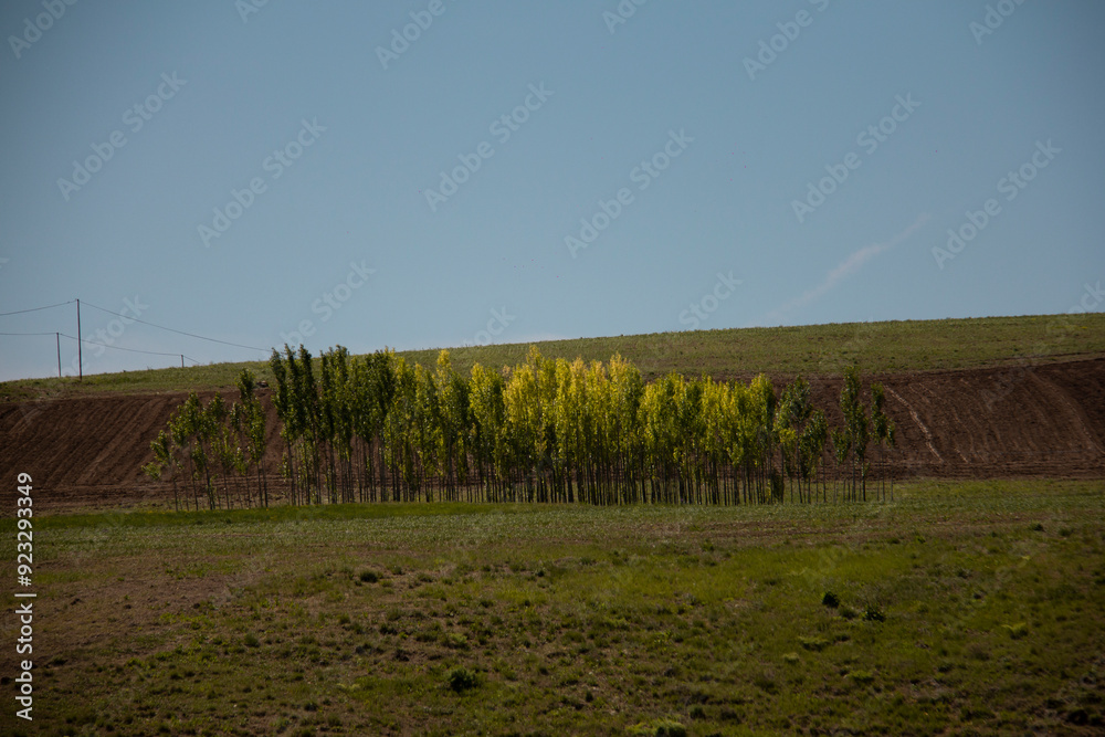 Fototapeta premium A beautiful row of trees in a garden in Kurdistan, Iran