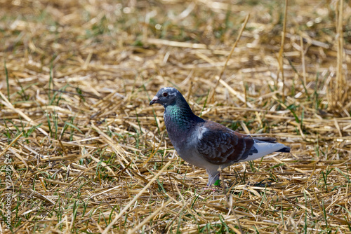 a pigeon in a farm field looking for food