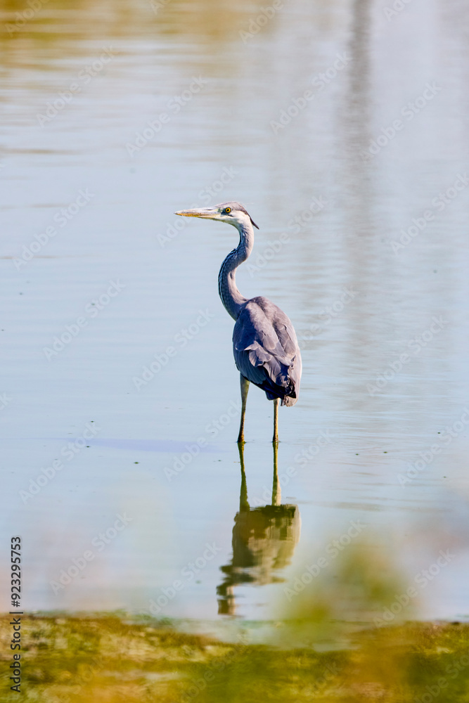 Naklejka premium (Ardea cinerea) stands on a lake on a hot summer day.