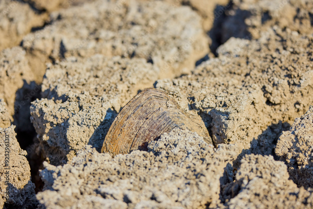 a large clam in the cracks of the earth in a dry lake a large clam in the cracks of the earth in a dry lake