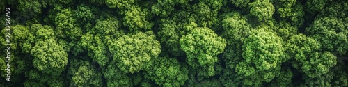  dense green forest