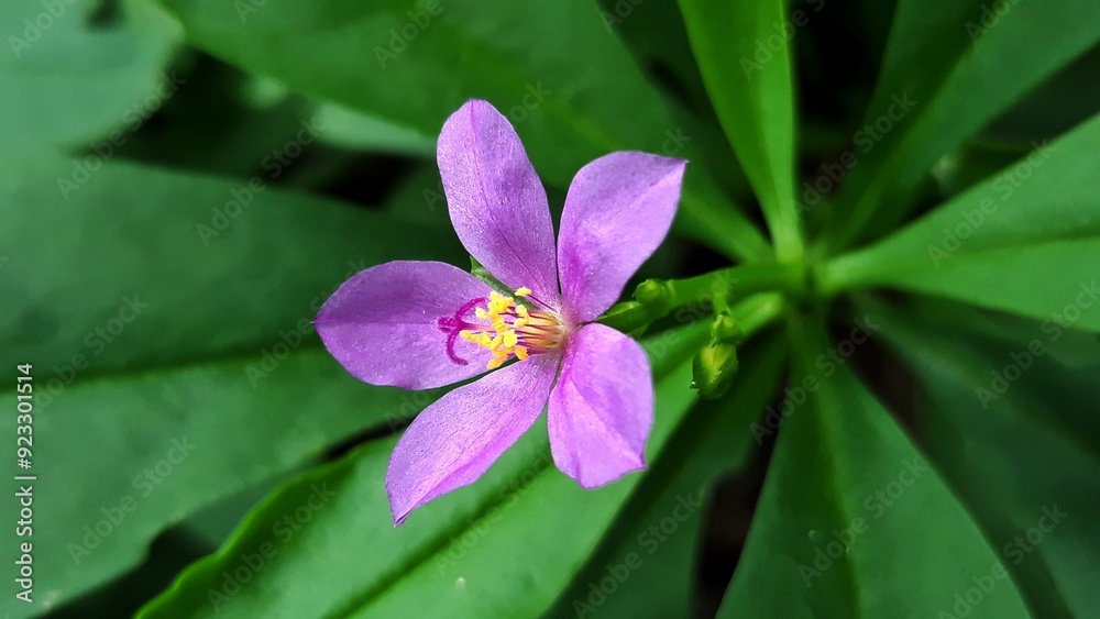 purple wild flower blossom of surinam purslane with natural green leaves background. talinum paniculatum plant purple wild flower blossom of surinam purslane with natural green leaves background. talinum paniculatum plant