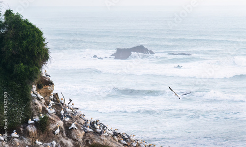 Gannets flying at Muriwai Beach. Auckland.