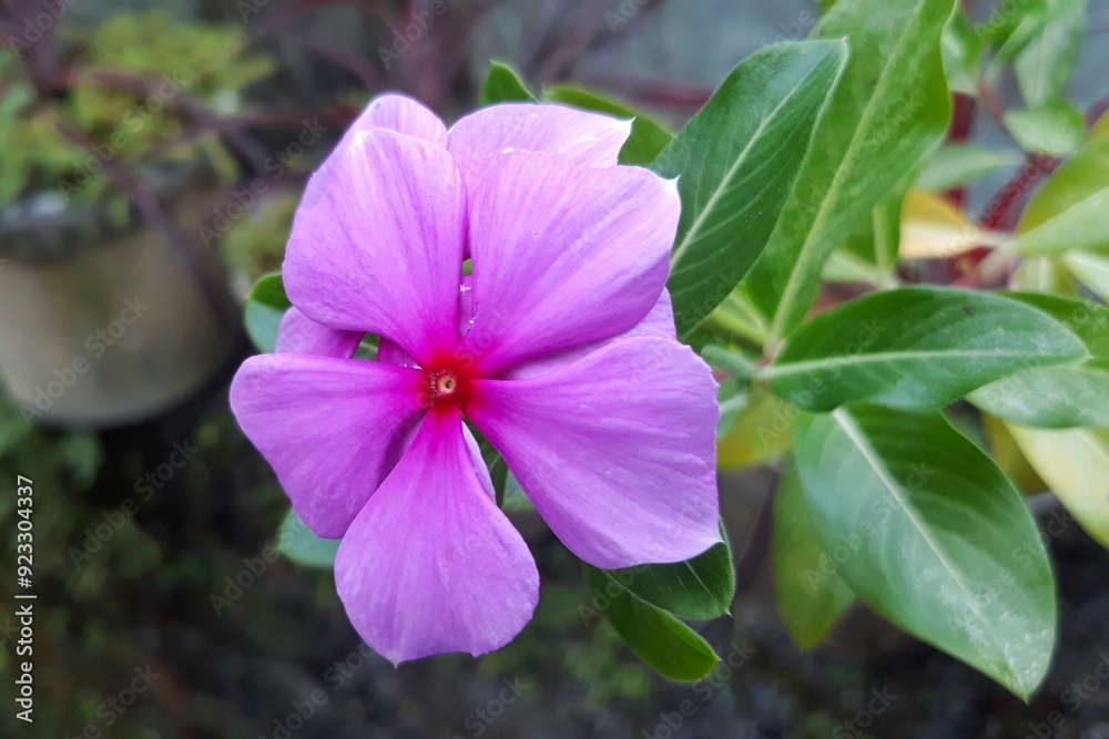 Pink periwinkle flower on the garden Pink periwinkle flower on the garden