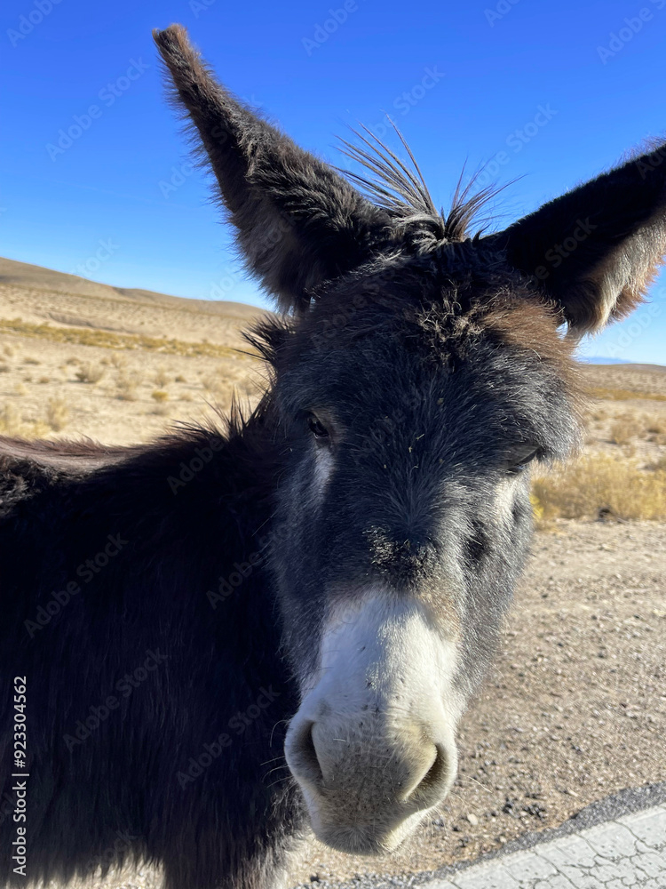 Donkeys grazing on a road in the Andes near Salinas Grandes, Jujuy Province, Argentina Donkeys grazing on a road in the Andes near Salinas Grandes, Jujuy Province, Argentina