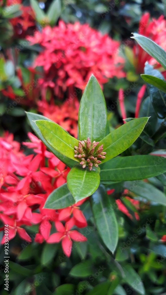 Ixora flower Blossoms bush green tree on nature background Ixora flower Blossoms bush green tree on nature background