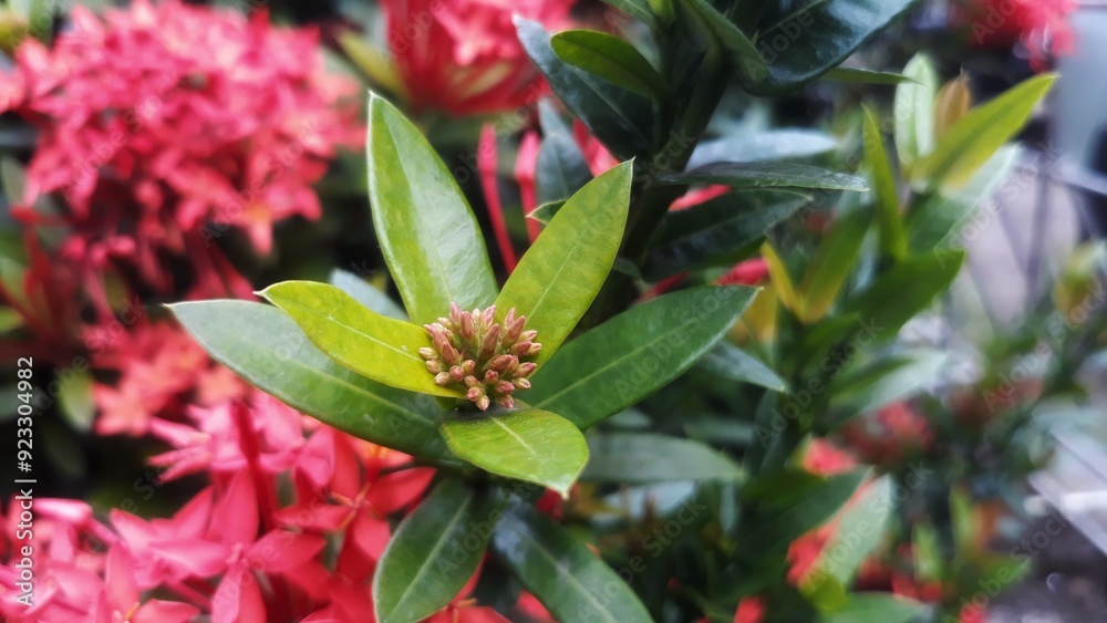 Ixora flower Blossoms bush green tree on nature background Ixora flower Blossoms bush green tree on nature background