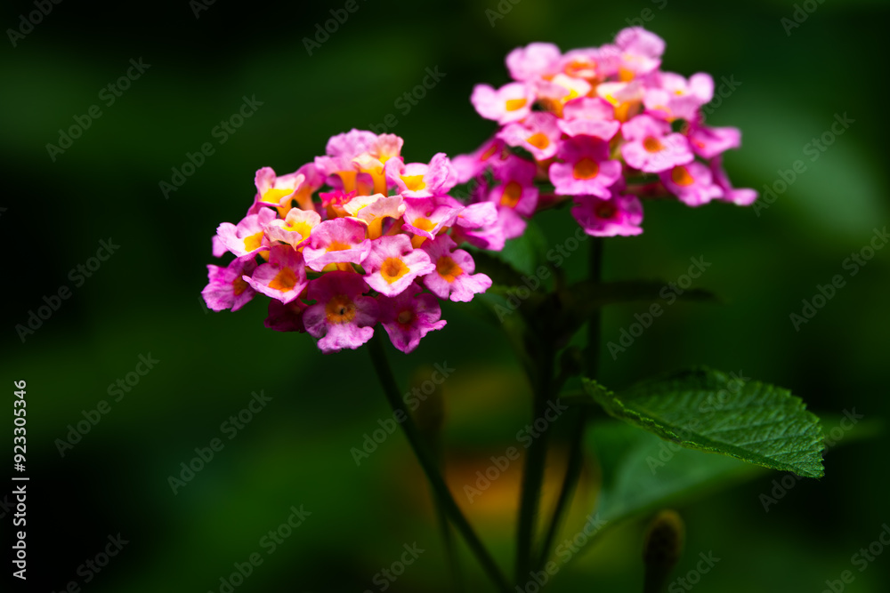 Two pink flowers with yellow centers are in a green background Two pink flowers with yellow centers are in a green background