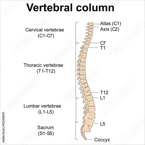 Vertebral Column Anatomy