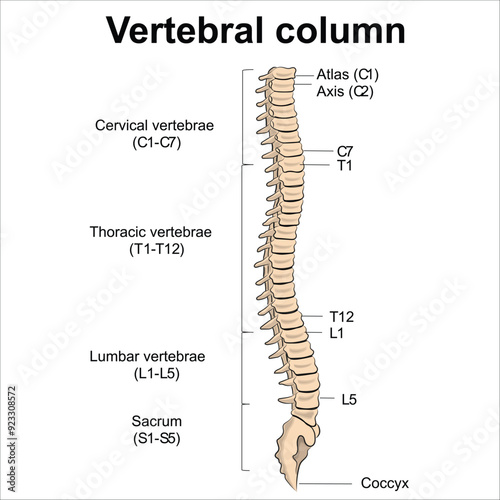 Vertebral Column Anatomy