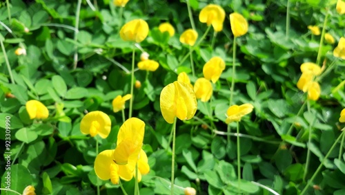 Arachis pintoi is growing and blooming yellow flower