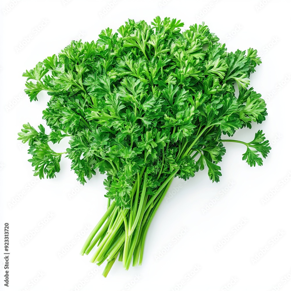 Close up of green leaves of parsley on an isolated white background Close up of green leaves of parsley on an isolated white background