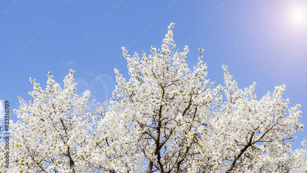 Cloud and spring tree. Cloud and spring tree.