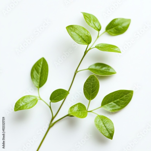 Close up of small green leaves on an isolated white background