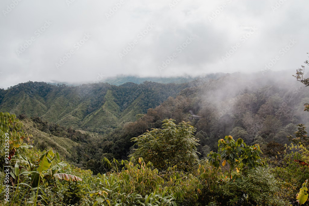 a view of the rainforest from the top of a hill a view of the rainforest from the top of a hill