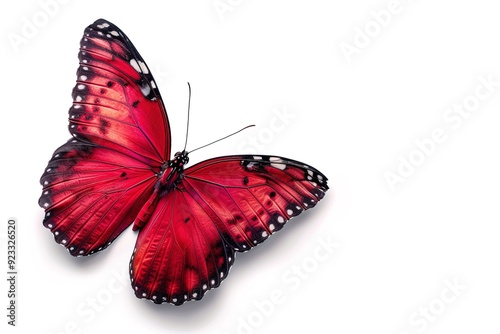 bright red butterfly with spread wings isolated on white background