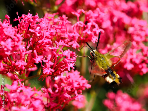 Hemaris fuciformis feeding of red valerian flowers (Centranthus ruber) in flight, known as the broad-bordered bee hawk-moth, is a moth of the family Sphingidae  photo