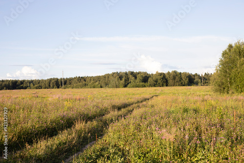 Road in the field in summer. Summer field. A sunny day in nature.