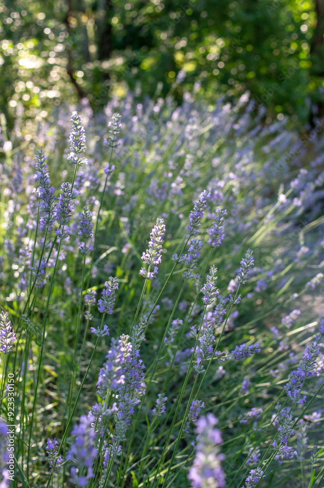 Obraz premium lavender flowers in the garden