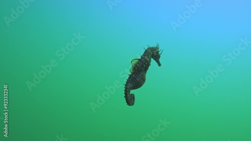 Close-up of a pregnant male Long Snouted Seahorse (Hippocampus guttulatus) swimming in water column on sunny day, Slow motion, Follow shot photo