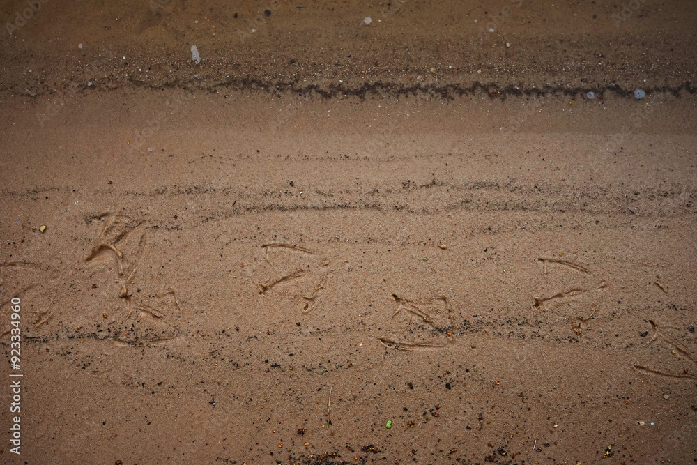 River sand near the river bank with traces of duck steps River sand near the river bank with traces of duck steps