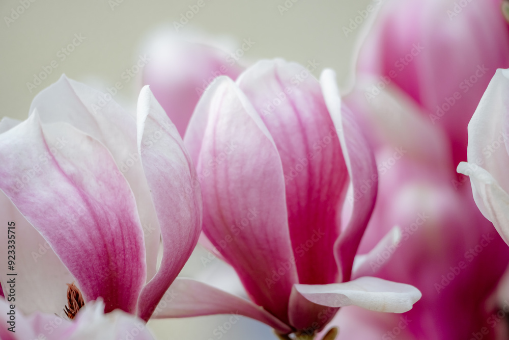 Magnolia Sulanjana flowers with petals in the spring season. beautiful pink magnolia flowers in spring, selective focusing.