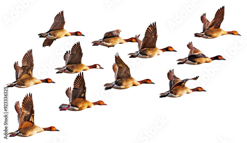 PNG Flying ducks in formation