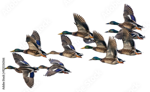 PNG Flying ducks in clear sky photo