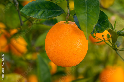 ripe oranges on orange trees