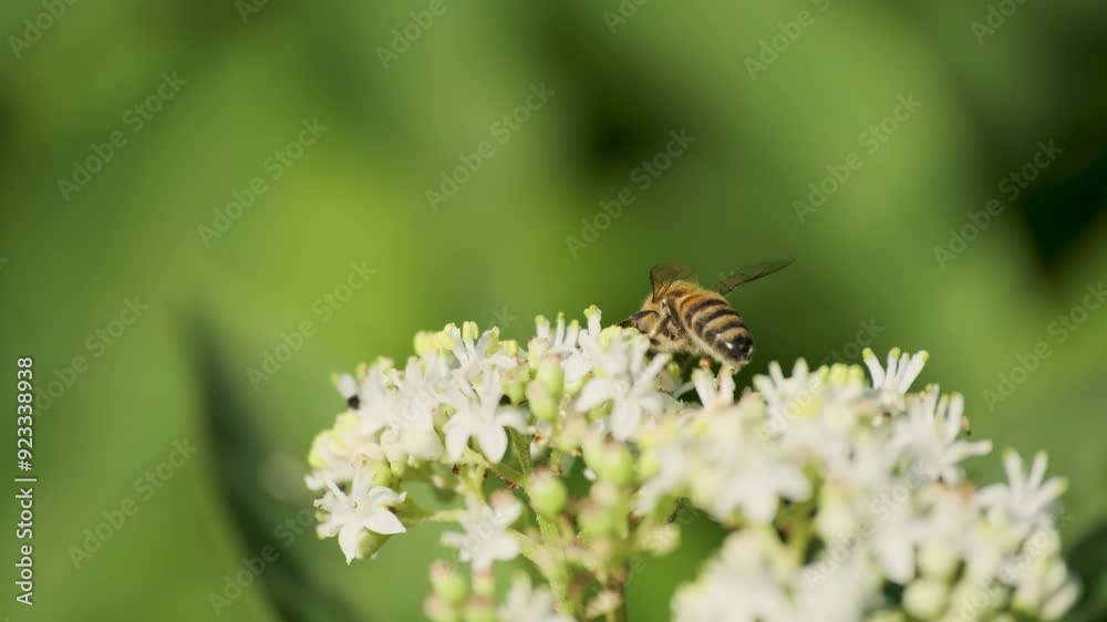 4K Macro Video of a Bee Pollinating a White Flower 4K Macro Video of a Bee Pollinating a White Flower