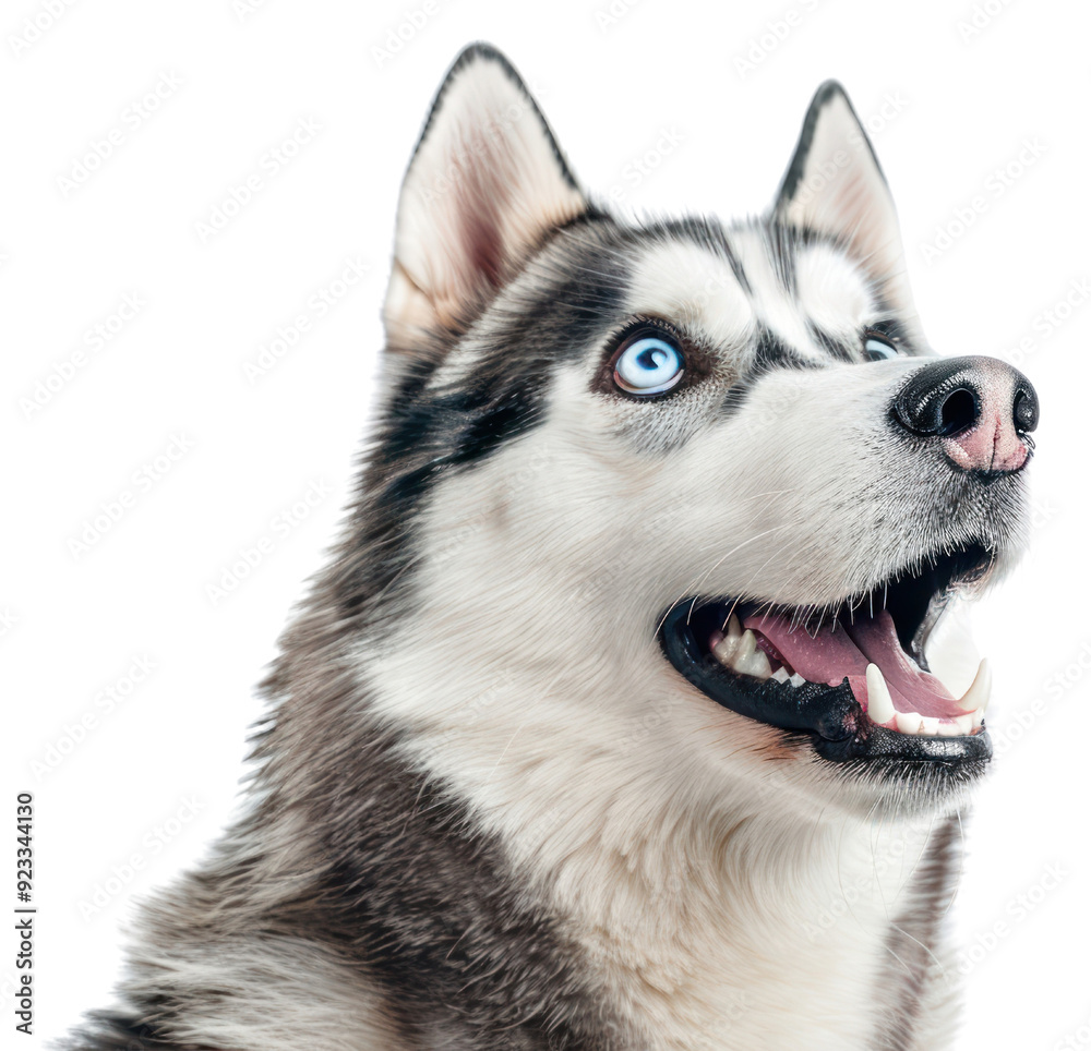 PNG Photo of shocked siberian husky animal canine mammal. PNG Photo of shocked siberian husky animal canine mammal.