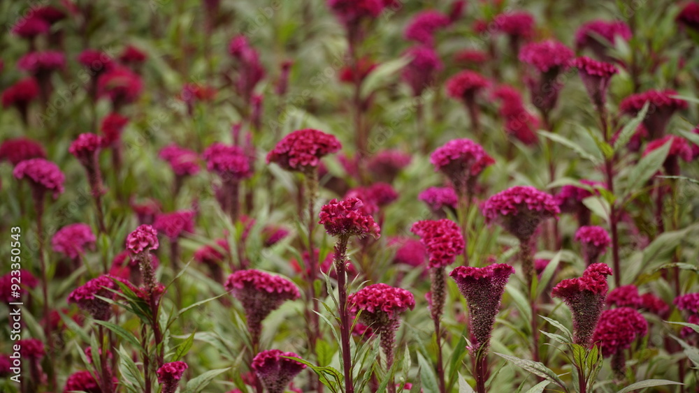 Close-up of Celosia cristata flower blooming Close-up of Celosia cristata flower blooming