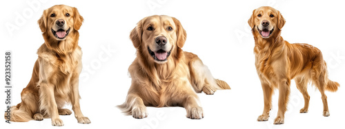 Full body set of Golden Retriever dog in sitting, lying down and standing, isolate on transparent background