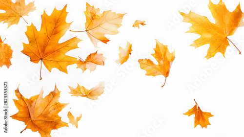 Realistic yellow and orange maple leaves falling against a white background	