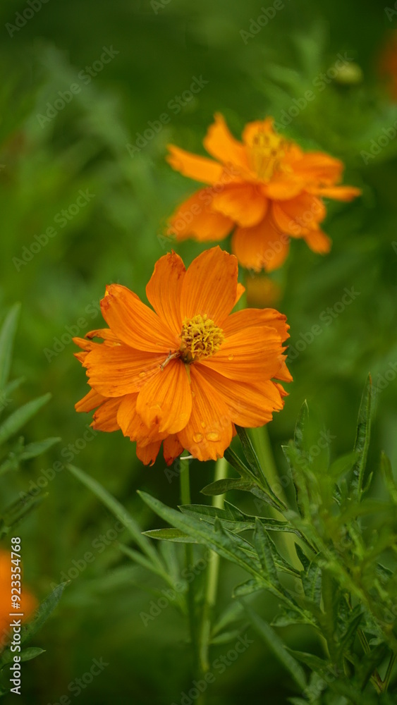 Close-up of Cosmos bipinnatus flower blooming Close-up of Cosmos bipinnatus flower blooming