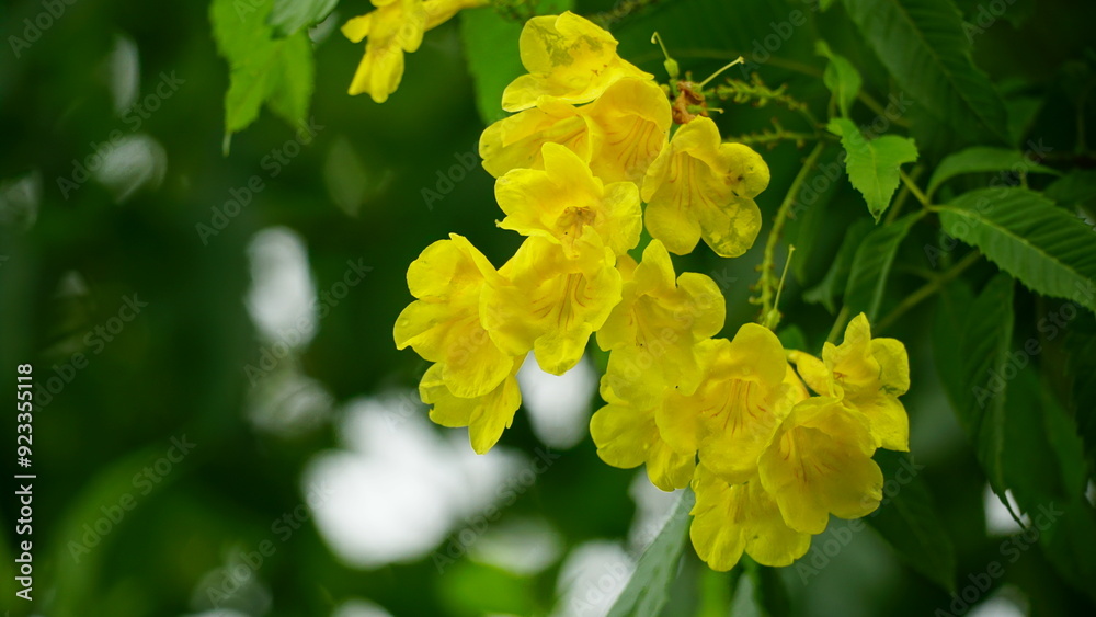 Close-up of Tabebuia aurea blooming flower Close-up of Tabebuia aurea blooming flower