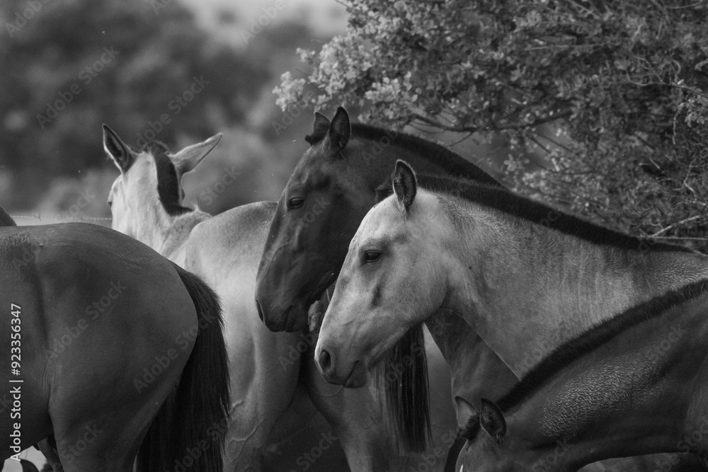 Obraz premium young stallions