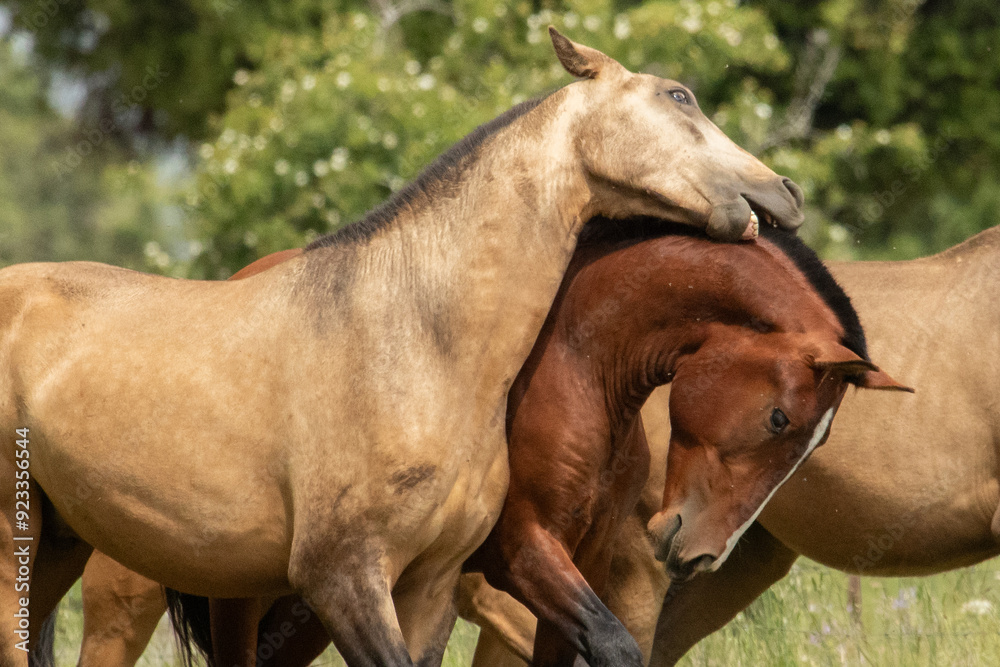 Fototapeta premium horse in the field