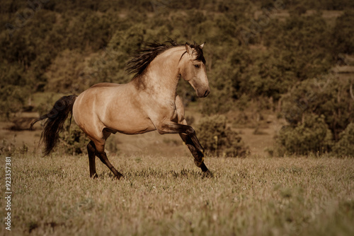 Slika na platnu horse running in the field