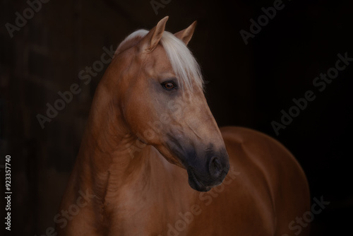 Fotografija portrait of a  lusitano horse