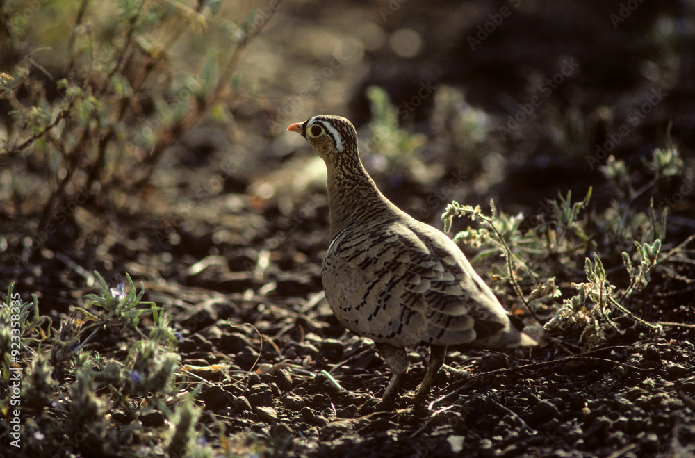 Ganga à face noire,.Pterocles decoratus, Black faced Sandgrouse Ganga à face noire,.Pterocles decoratus, Black faced Sandgrouse