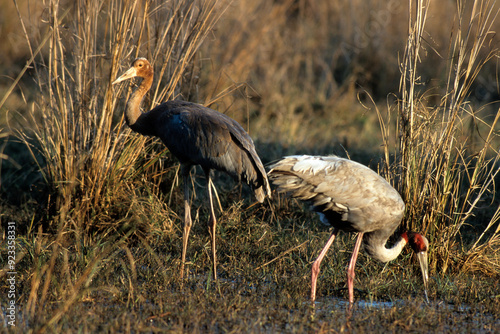 Grue antigone,.Antigone antigone, Sarus Crane, Inde photo