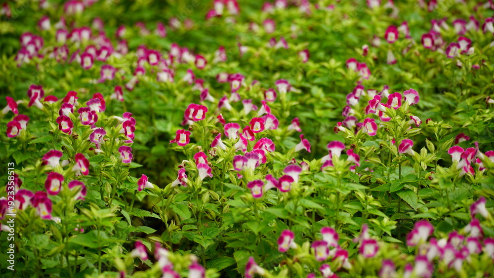 Close-up of Torenia fournieri flowers blooming