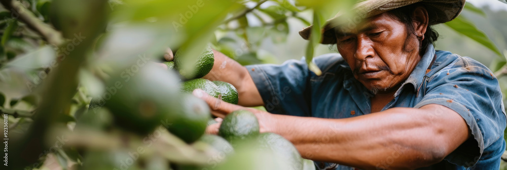 Fototapeta premium A farmer picks fresh avocados from trees in a vibrant orchard under soft morning sunlight