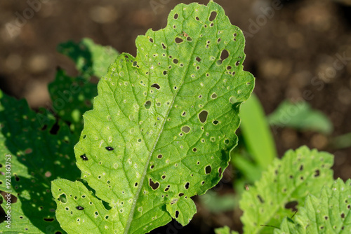 Close-up of a damaged radish leaf as a result of a flea beetle (Psylliodes chrysocephala) infestation
