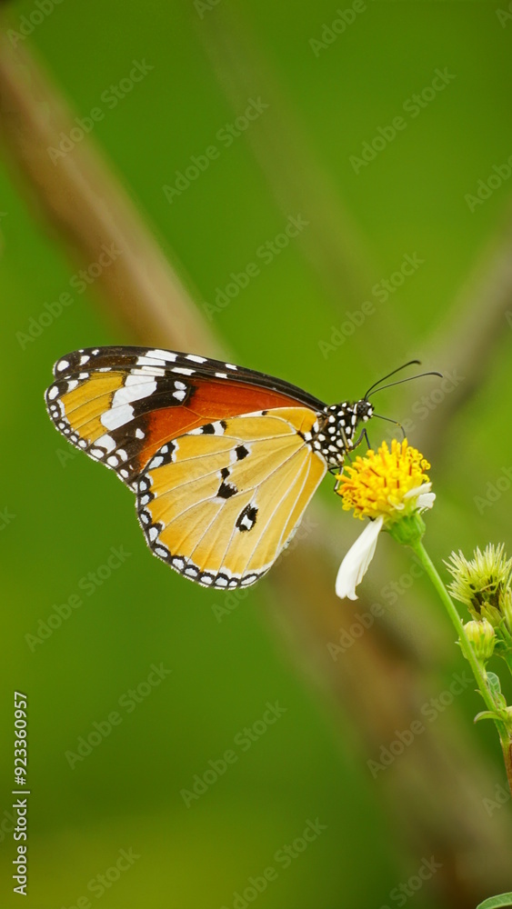 Close-up of wild butterfly Close-up of wild butterfly