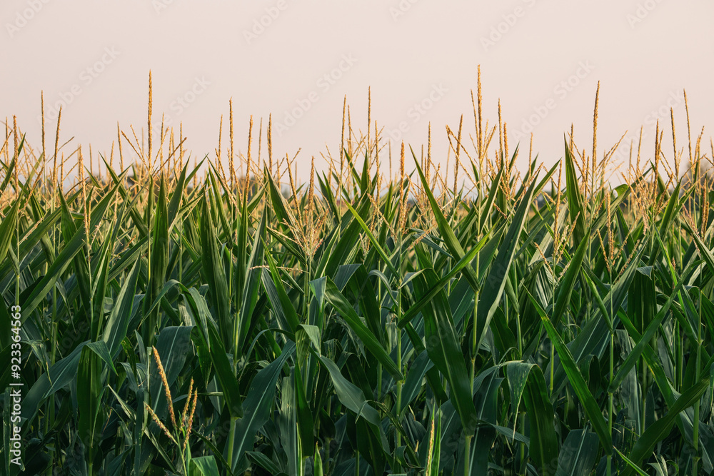 Obraz premium A lush green cornfield stretching across the rural landscape under a clear summer sky.