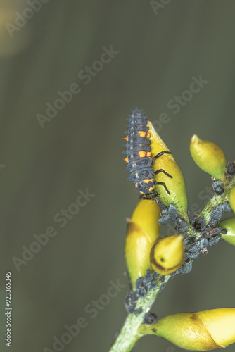 Sustainable biological control of pests, with larvae of Coccinella septempunctata, ladybug.