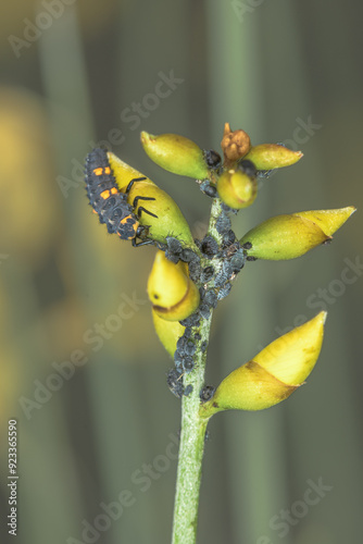 Sustainable biological control of pests, with larvae of Coccinella septempunctata, ladybug.